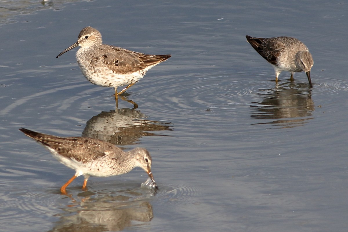 Stilt Sandpiper - ML257765631