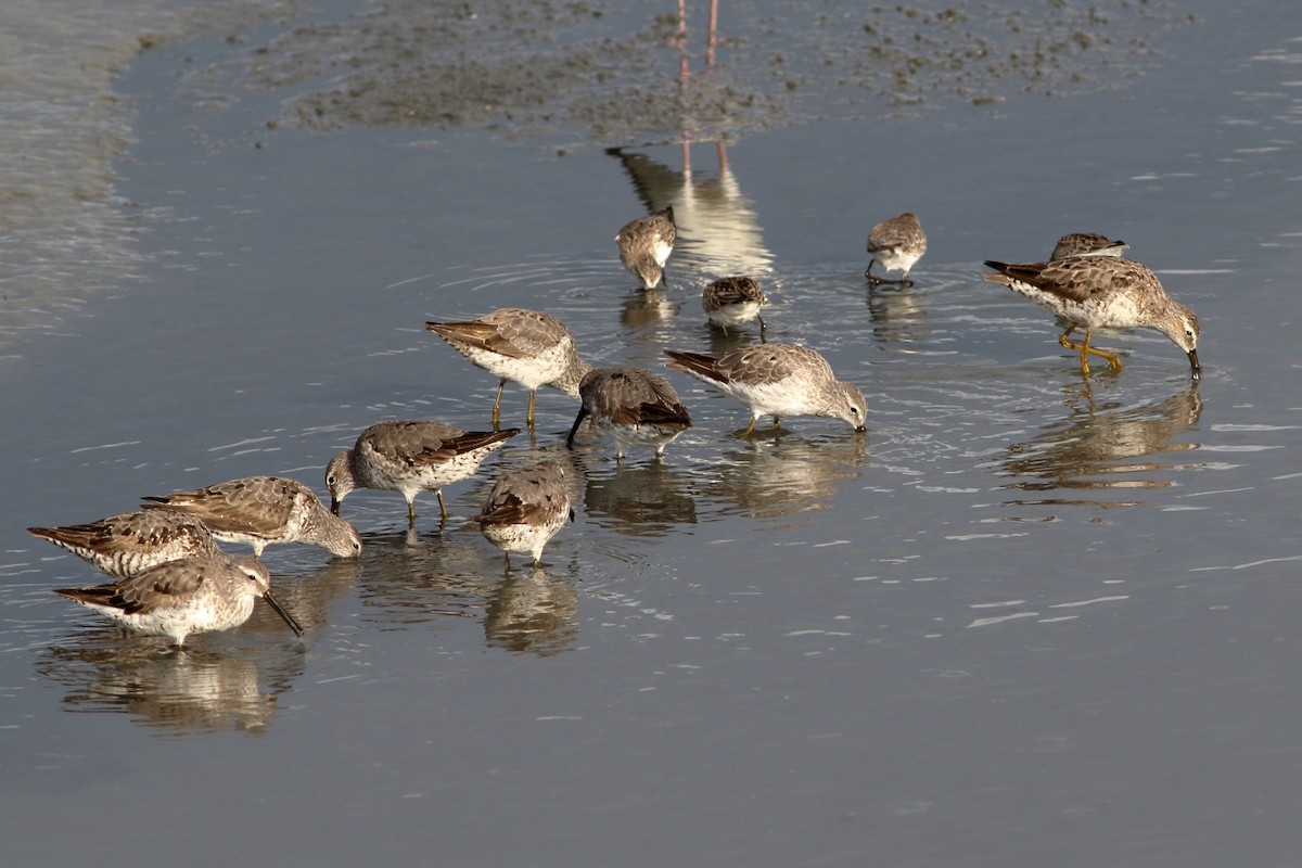 Stilt Sandpiper - ML257765831