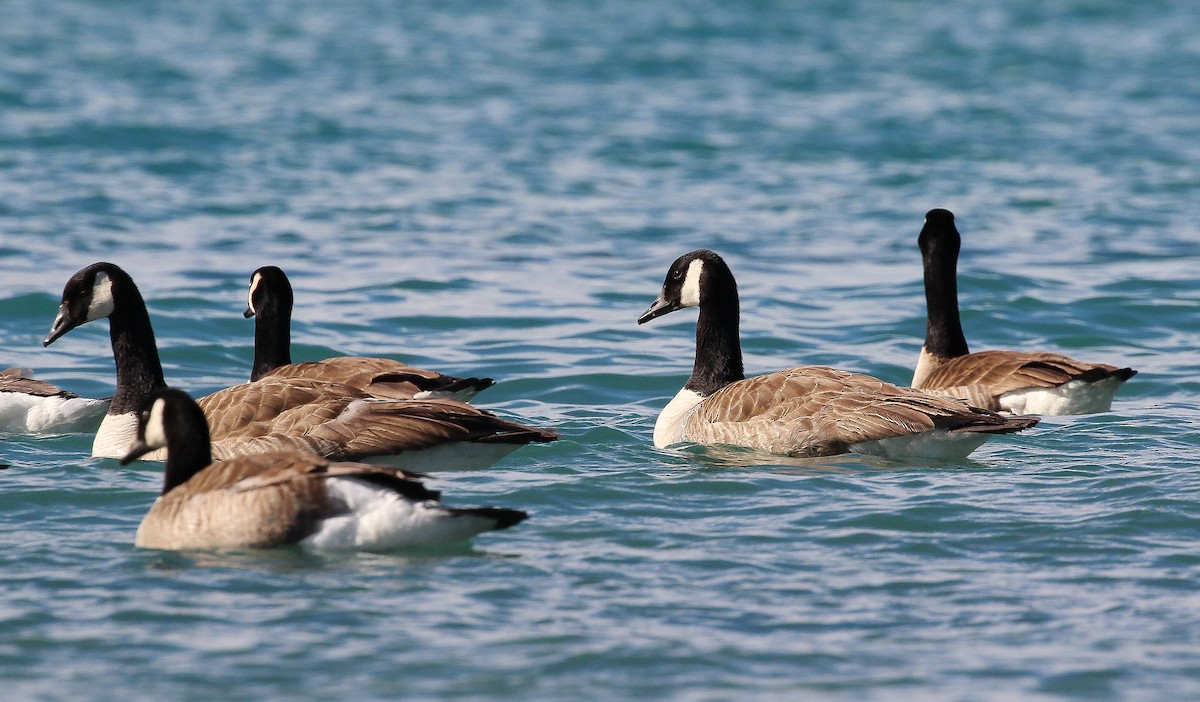 Canada Goose - ML257769291