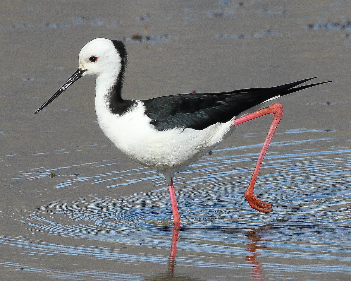 Pied Stilt - ML257769451