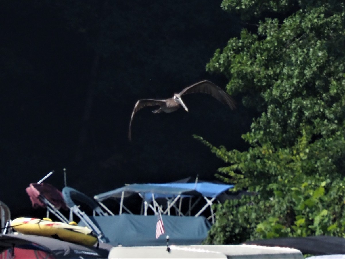 Brown Pelican - ML257770371