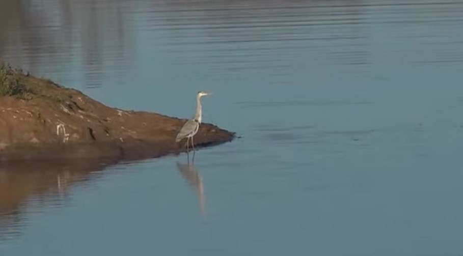 Gray Heron - ML257771941