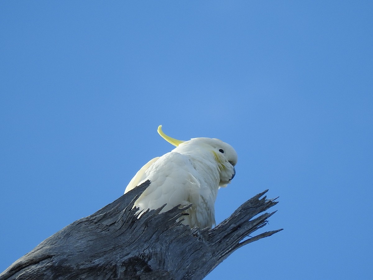 Sulphur-crested Cockatoo - ML257774491