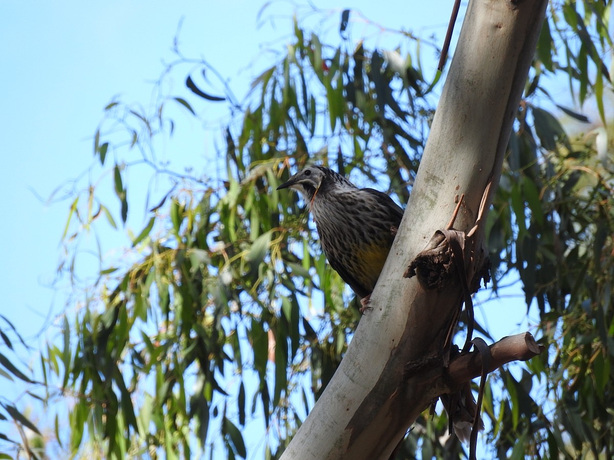 Yellow Wattlebird - George Vaughan