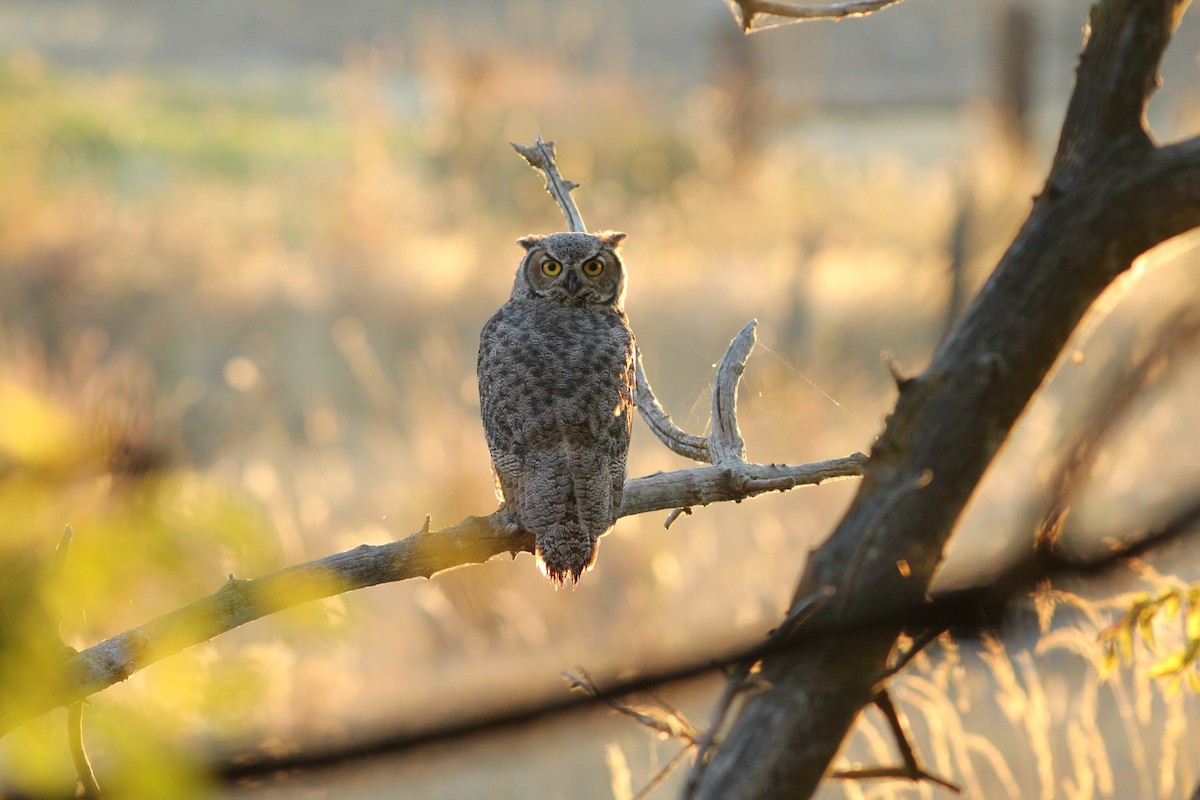 Great Horned Owl - ML257774671