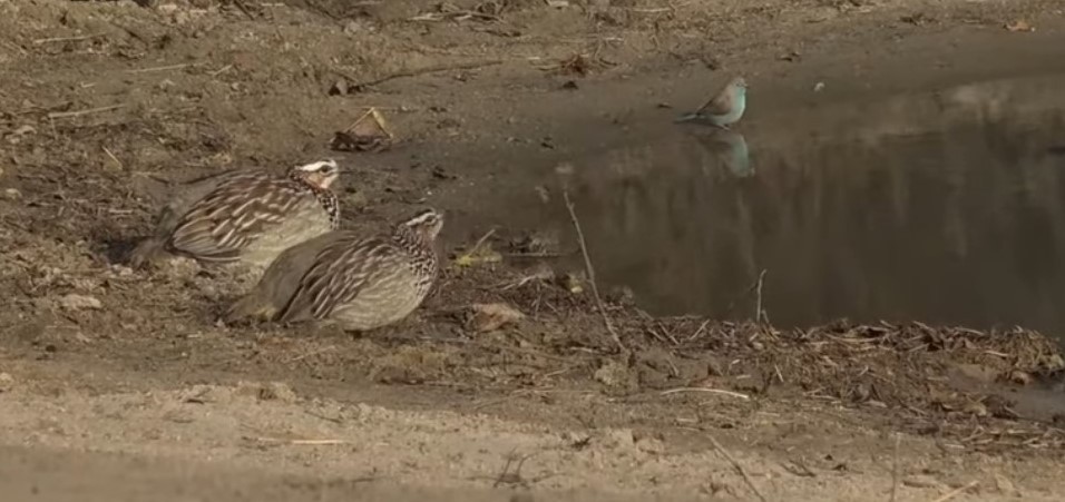 Crested Francolin - ML257774881