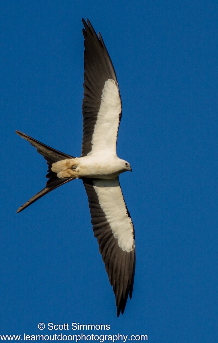 Swallow-tailed Kite - ML25777511