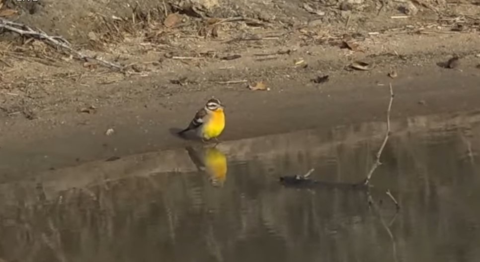 Golden-breasted Bunting - ML257775171