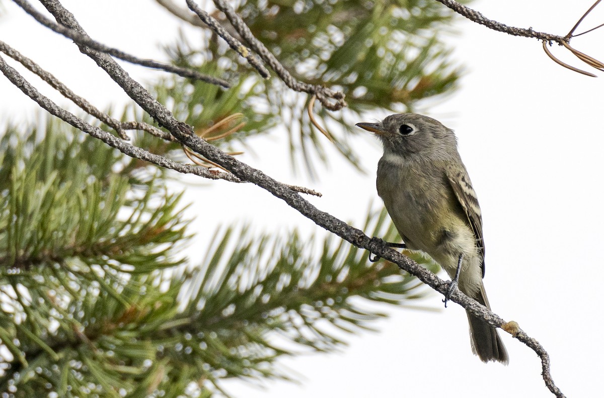 Dusky Flycatcher - ML257775451