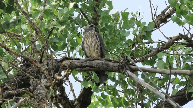 Mississippi Kite - ML257776171