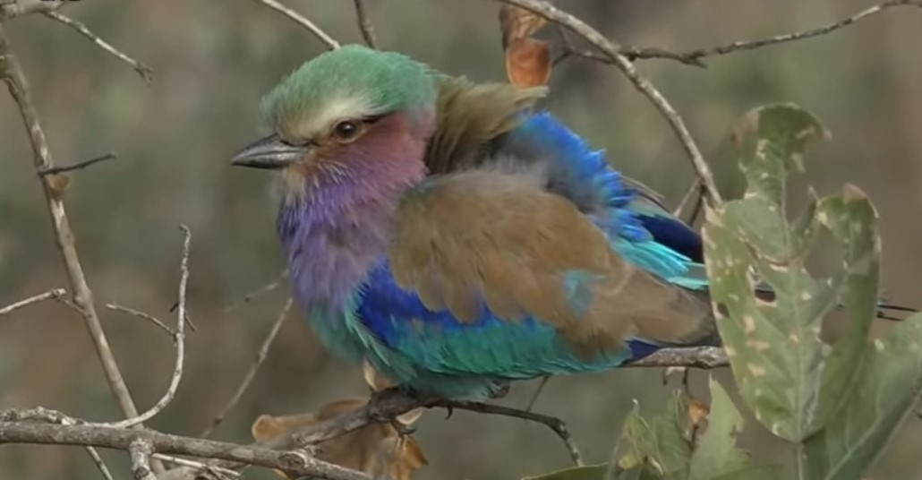 Lilac-breasted Roller - ML257776681