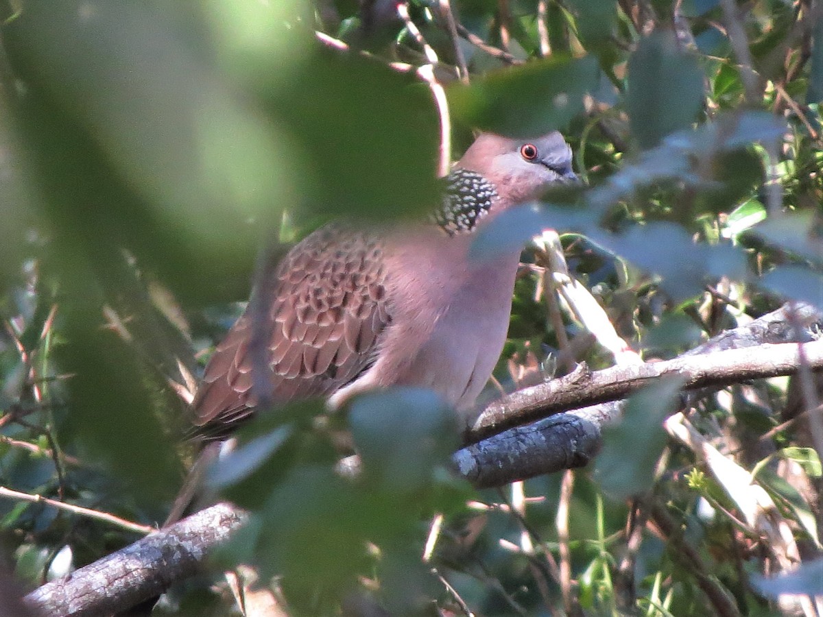 Spotted Dove - ML257777321