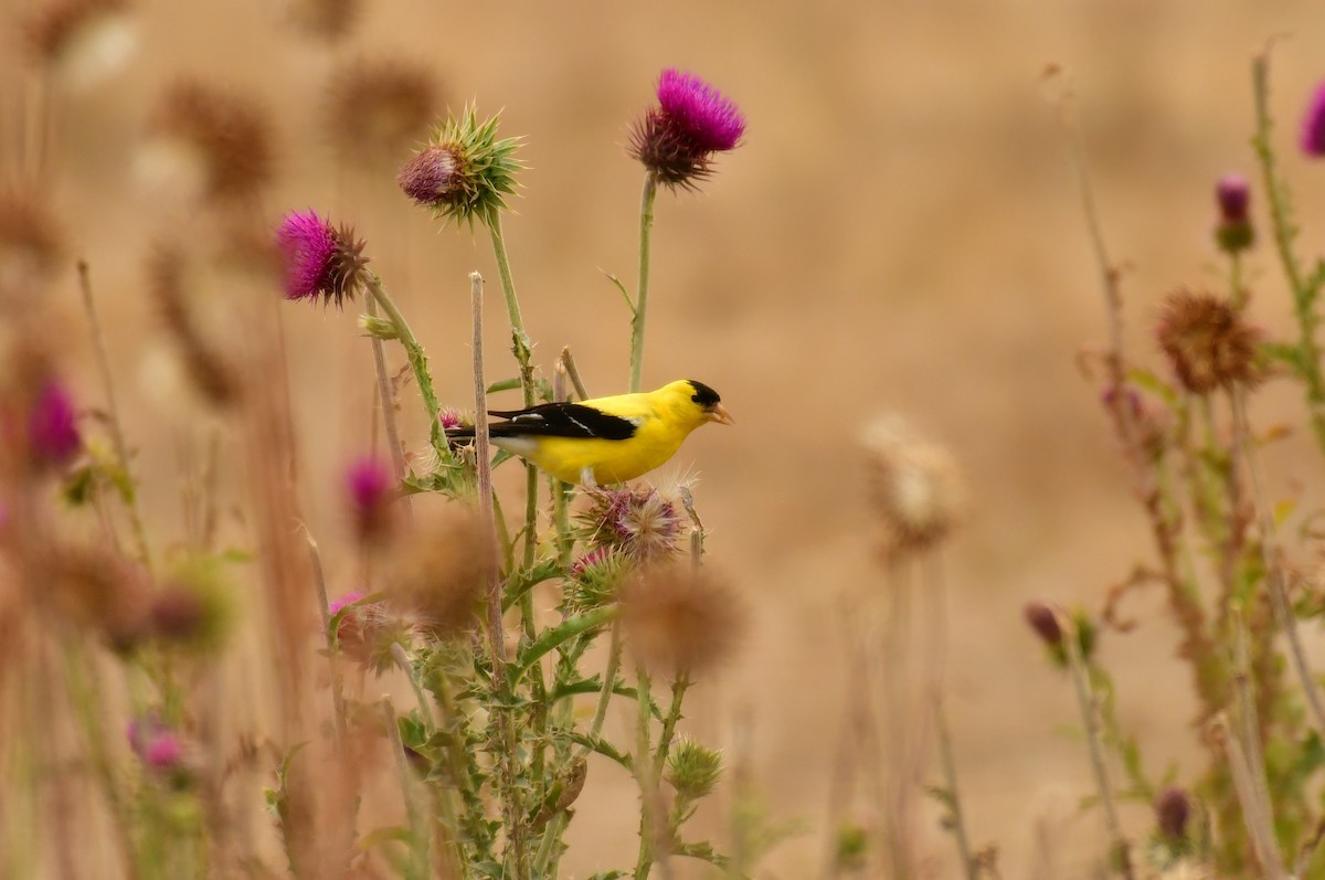 American Goldfinch - ML257777511