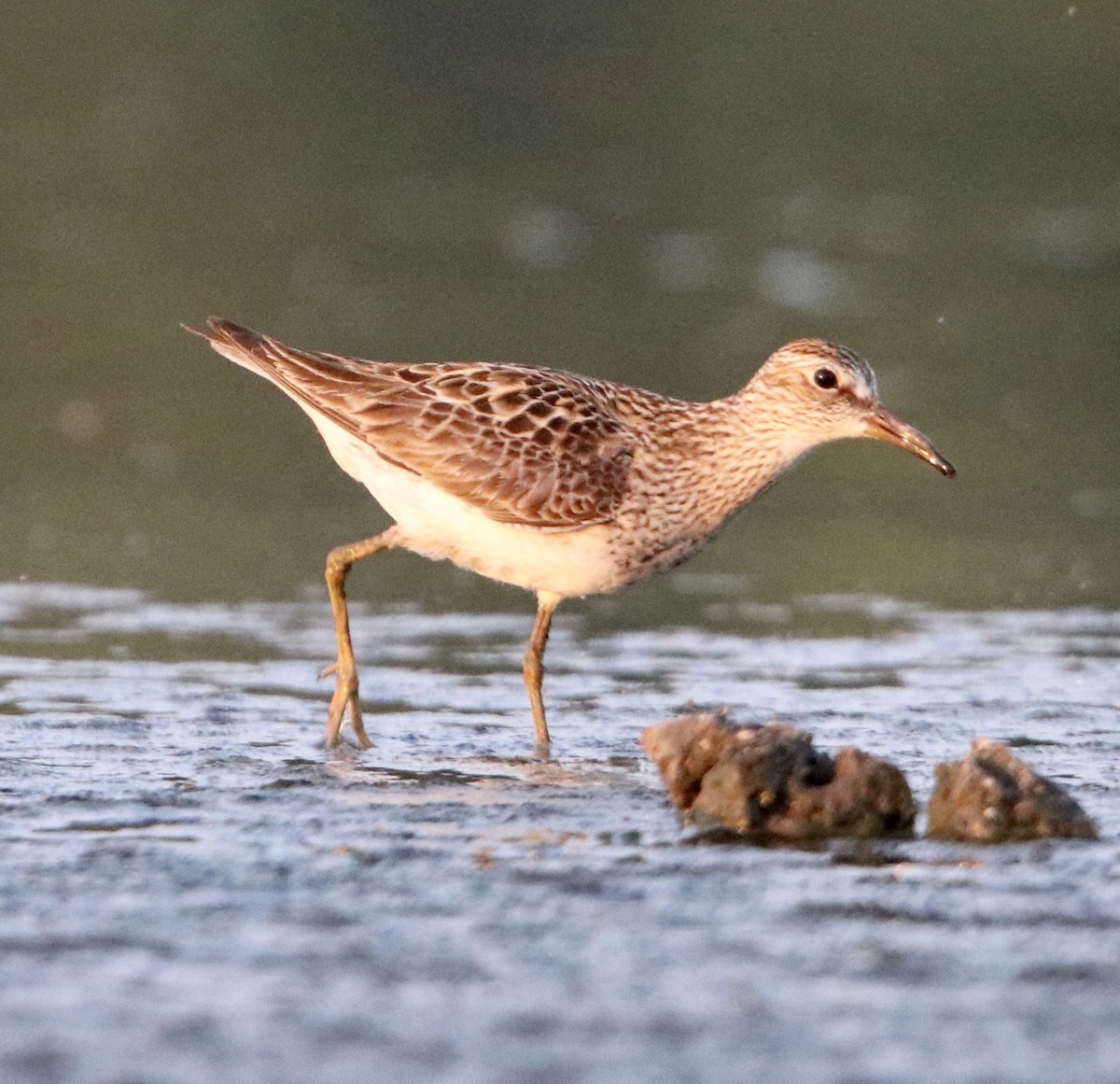 Pectoral Sandpiper - ML257778311