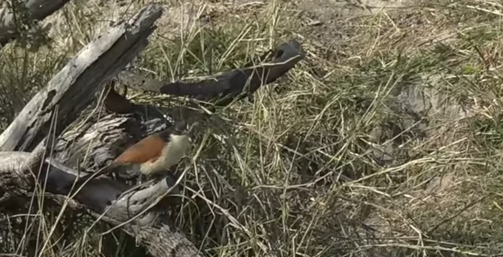 White-browed Coucal - ML257779401