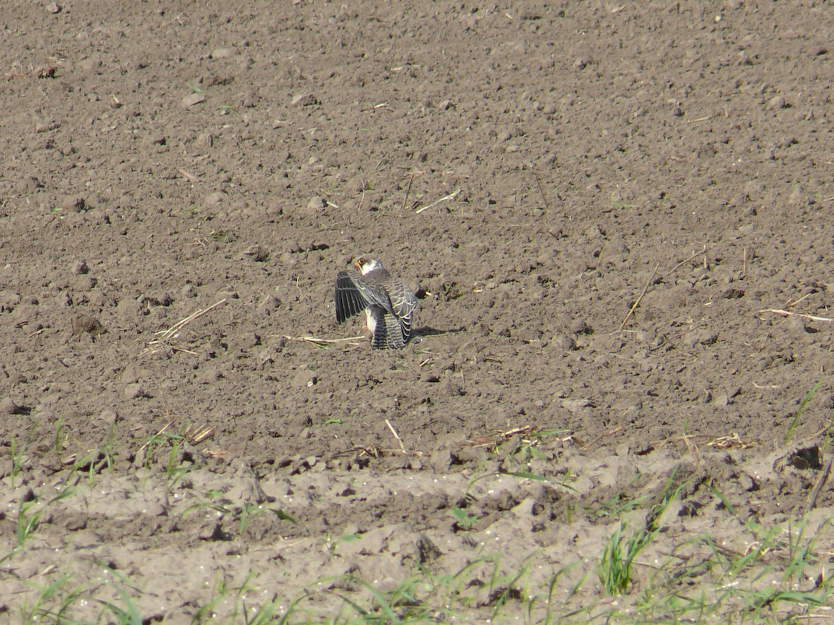 Red-footed Falcon - ML257780231