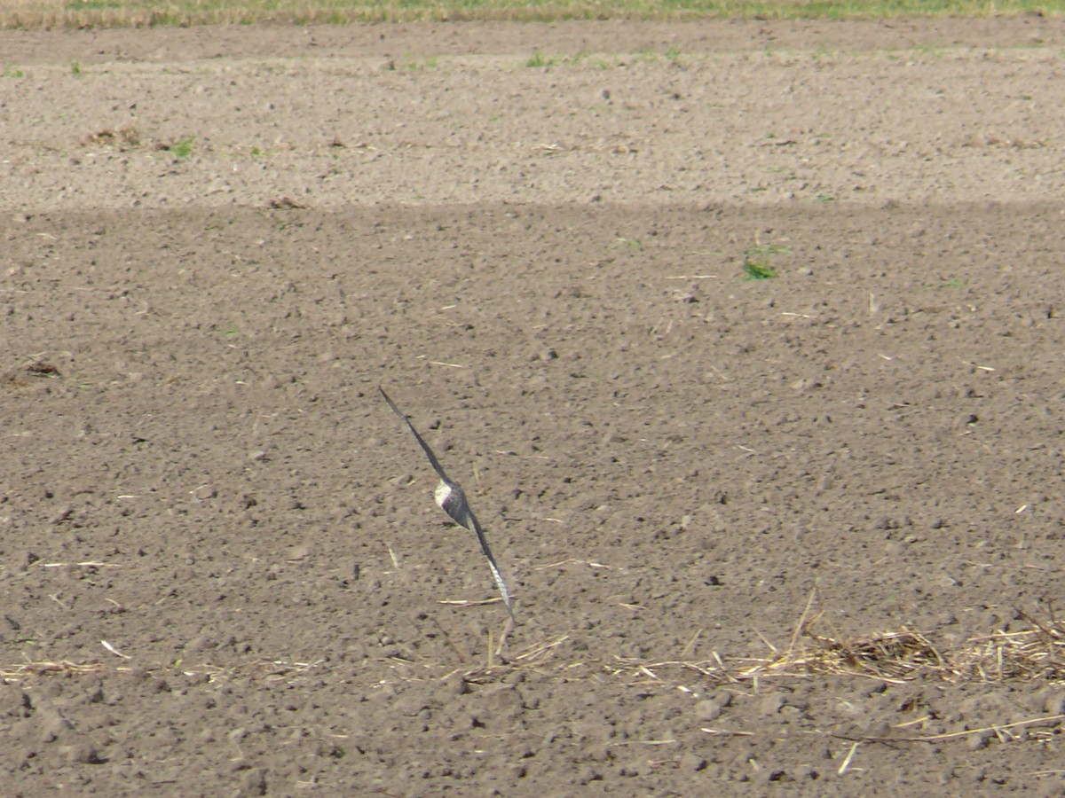 Red-footed Falcon - ML257780241