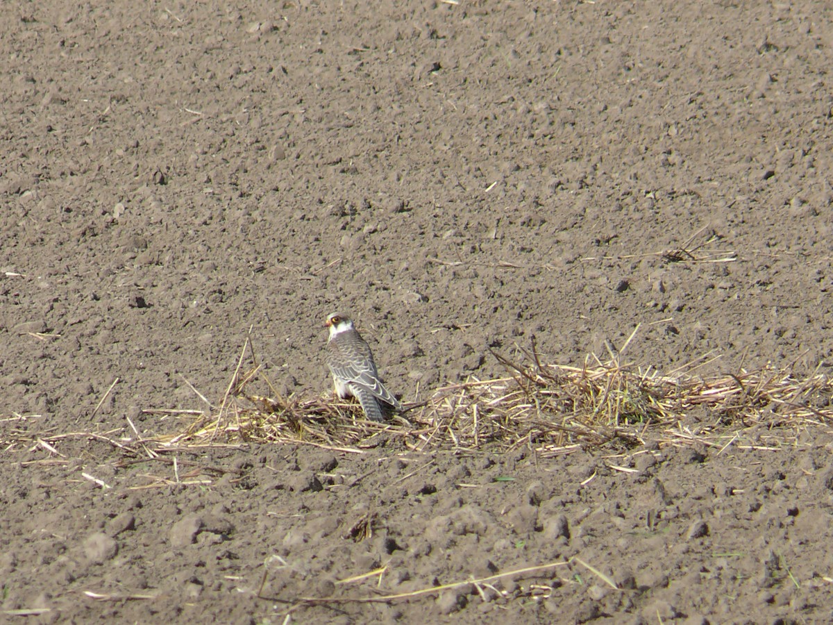 Red-footed Falcon - ML257780261