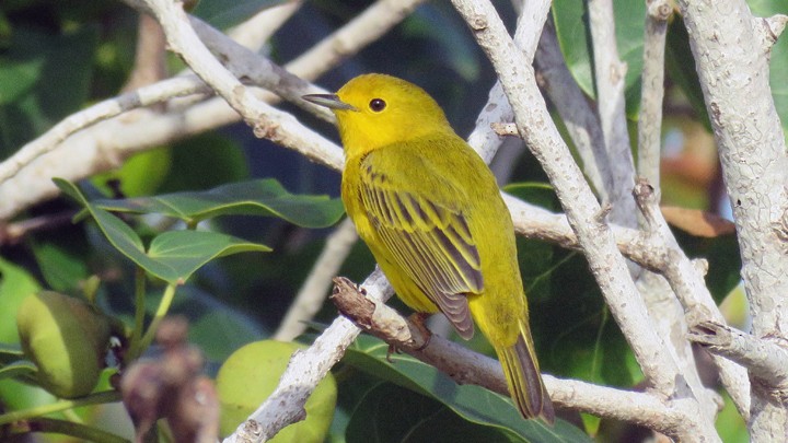 Yellow Warbler - ML25778101