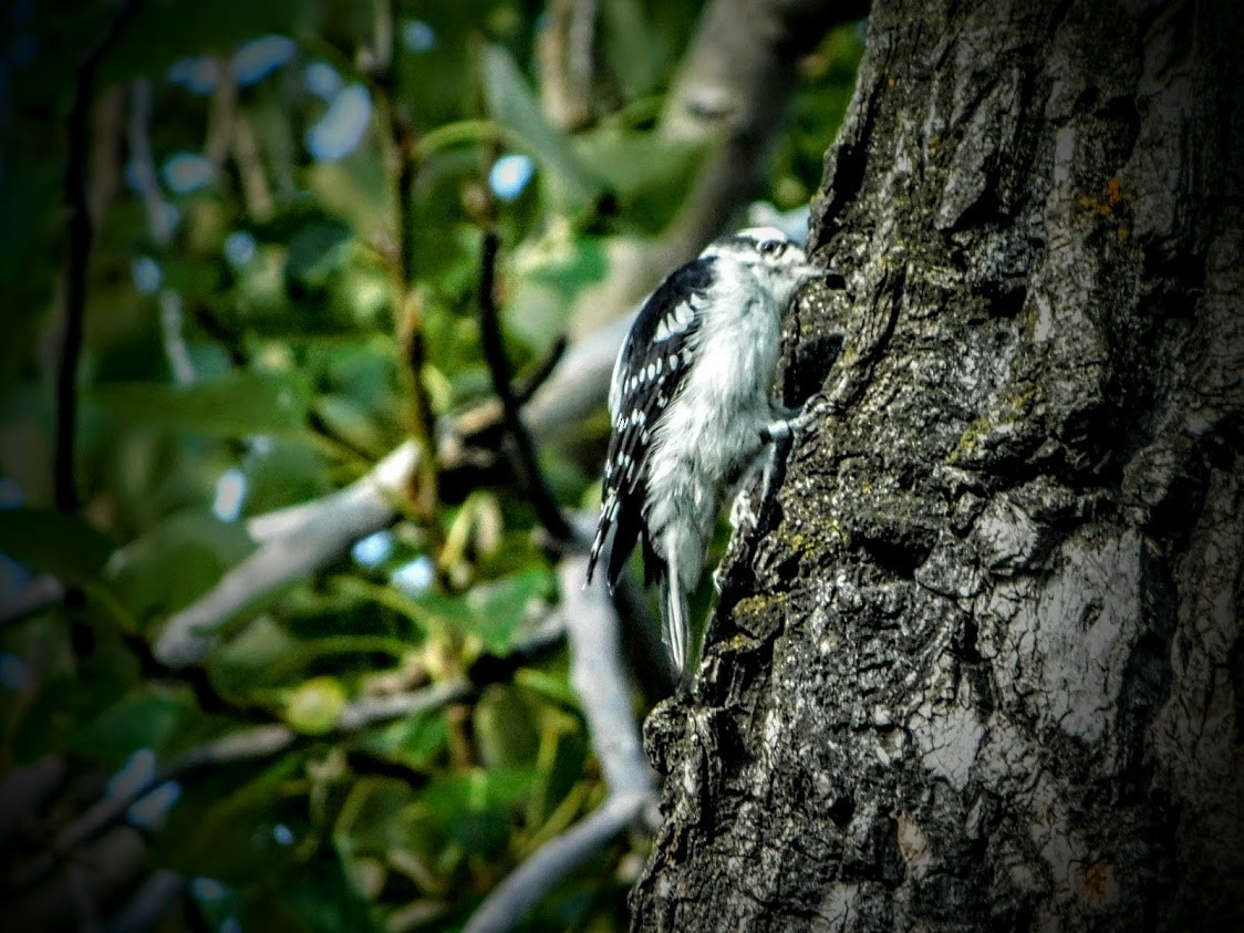 Downy/Hairy Woodpecker - Anonymous