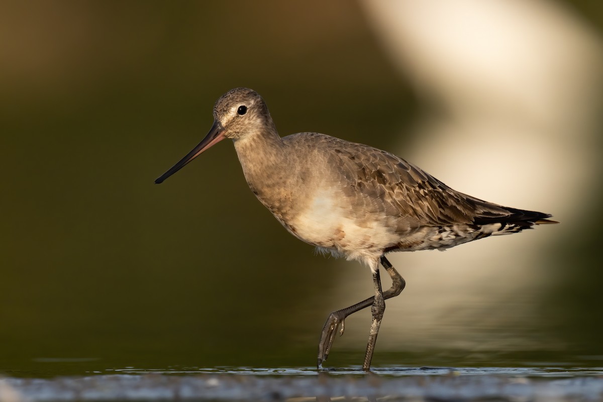 Hudsonian Godwit - ML257783481