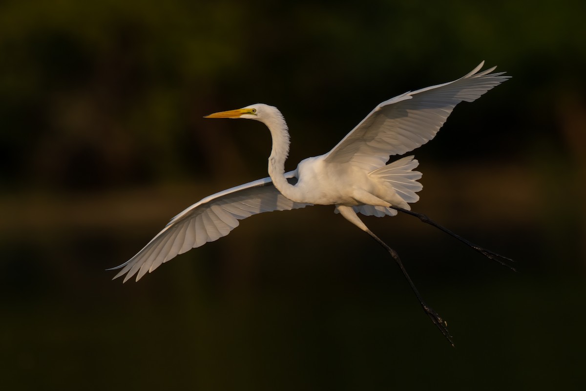 Great Egret - Ryan Sanderson