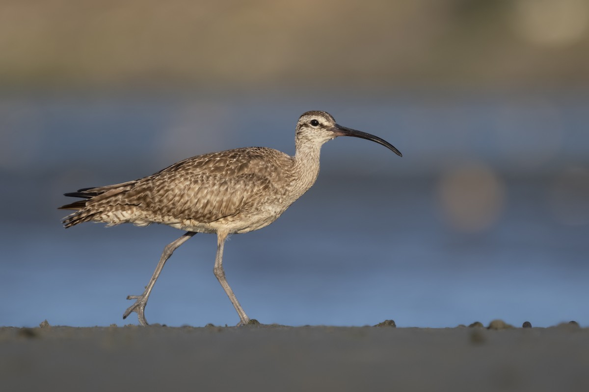 Hudsonian Whimbrel - Sharif Uddin