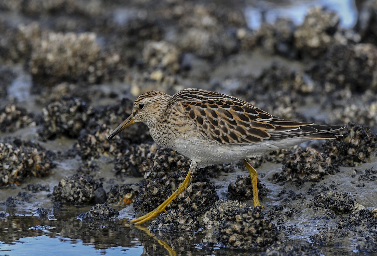 Pectoral Sandpiper - Mark Schwan