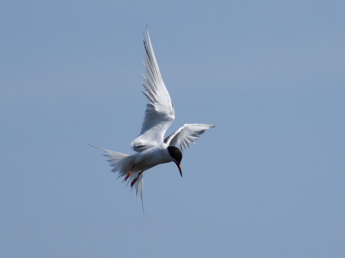 Forster's Tern - Patrick McGill