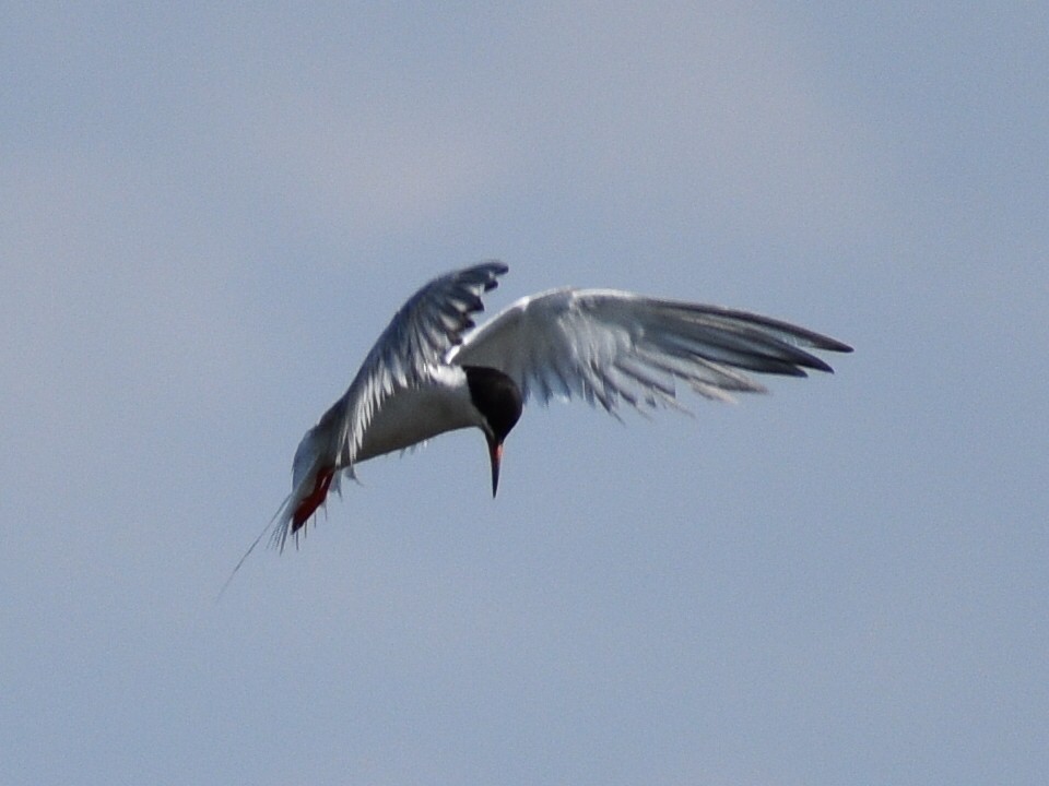 Forster's Tern - Patrick McGill