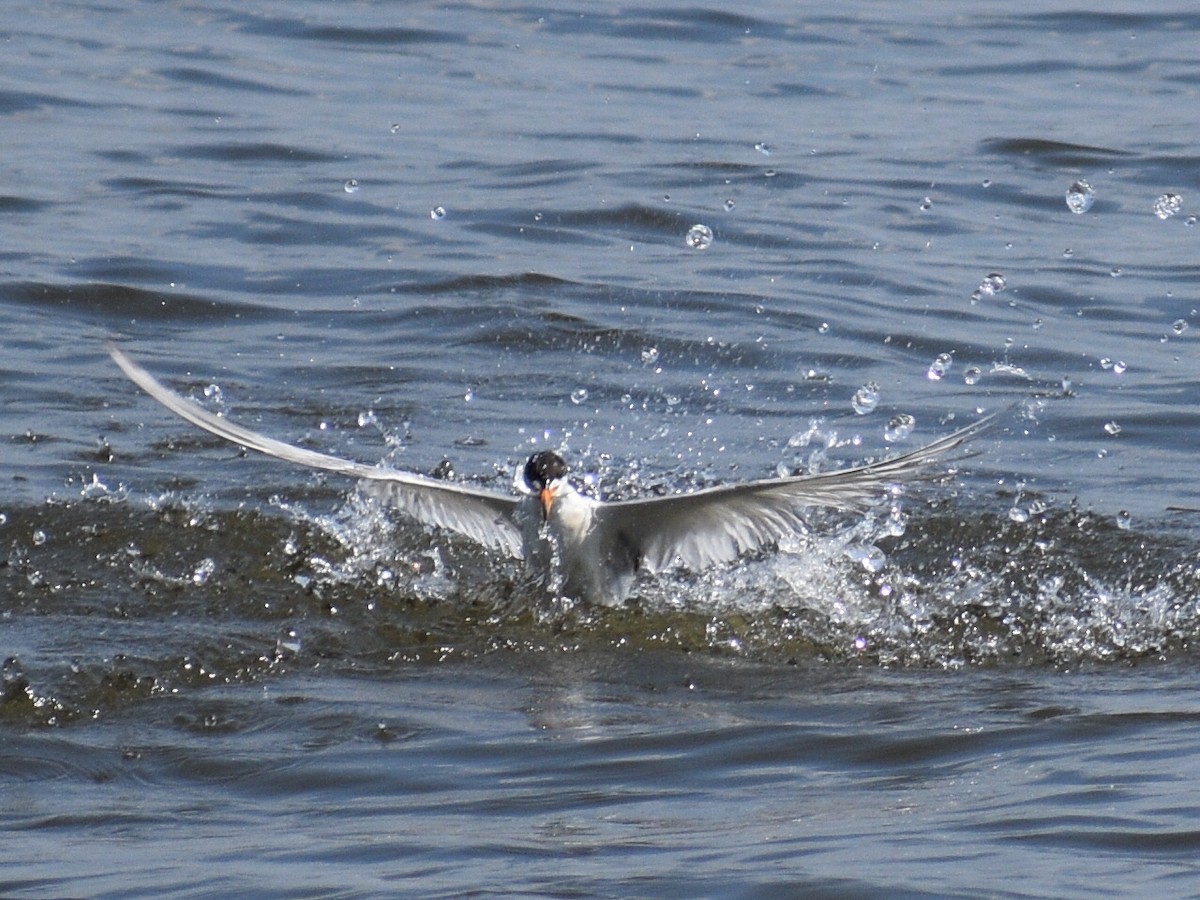 Forster's Tern - Patrick McGill