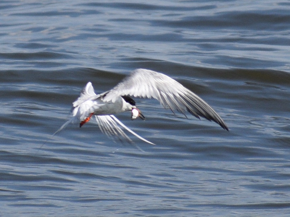 Forster's Tern - Patrick McGill