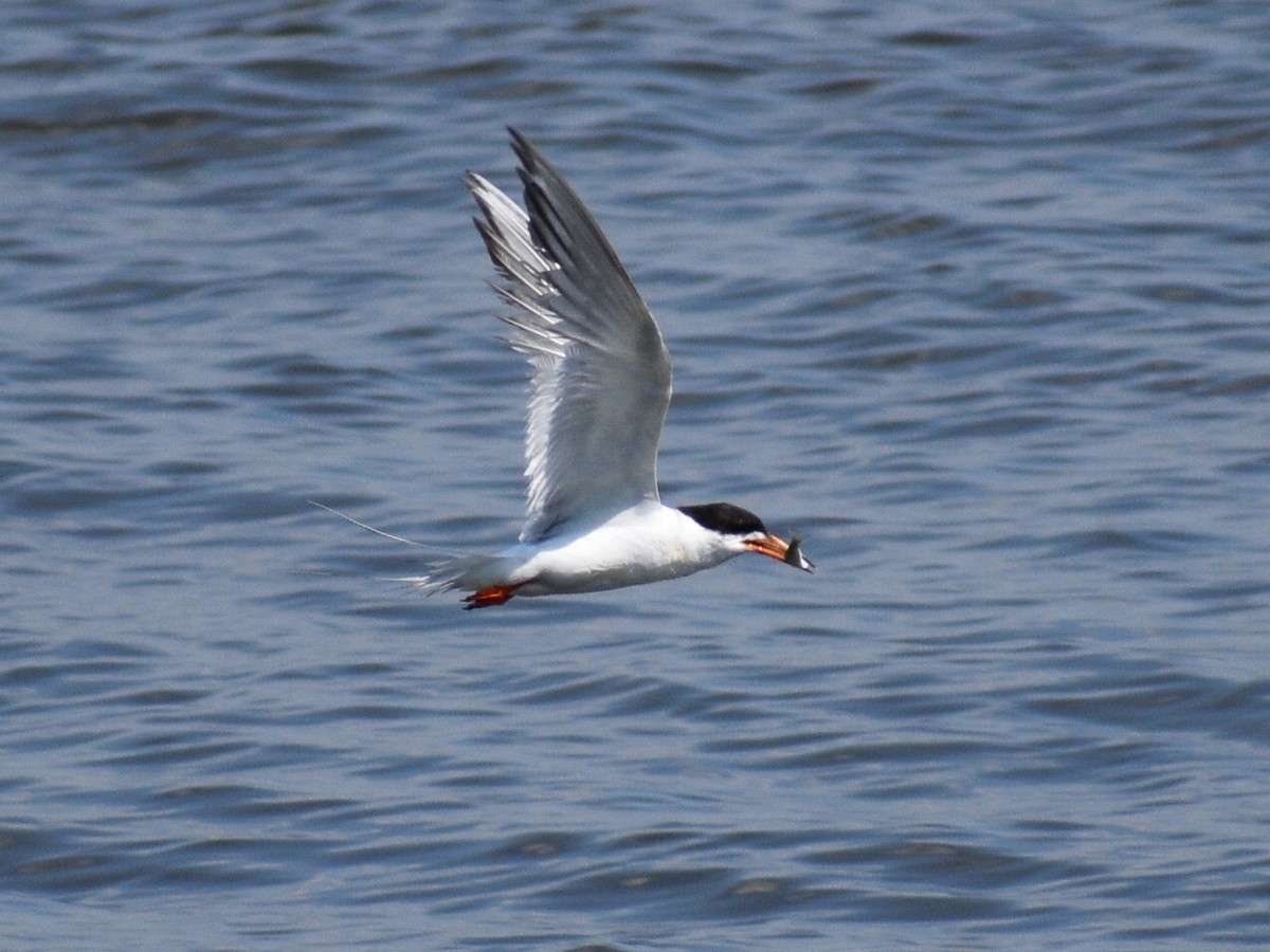 Forster's Tern - Patrick McGill