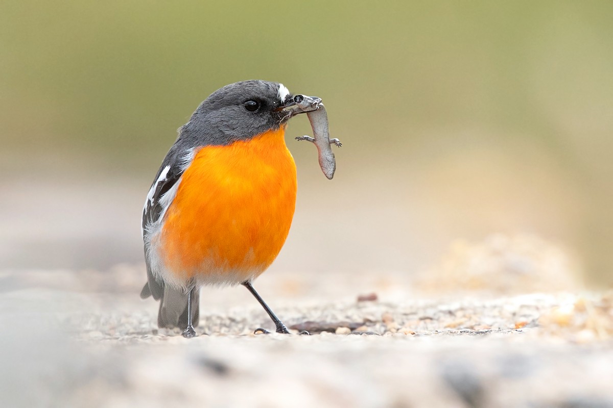 Flame Robin - ML257787441
