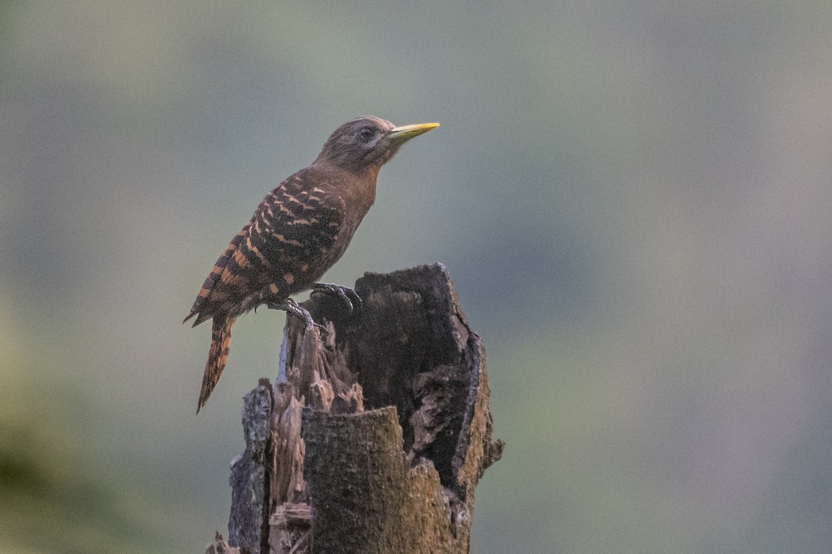 Bay Woodpecker - ML257788721