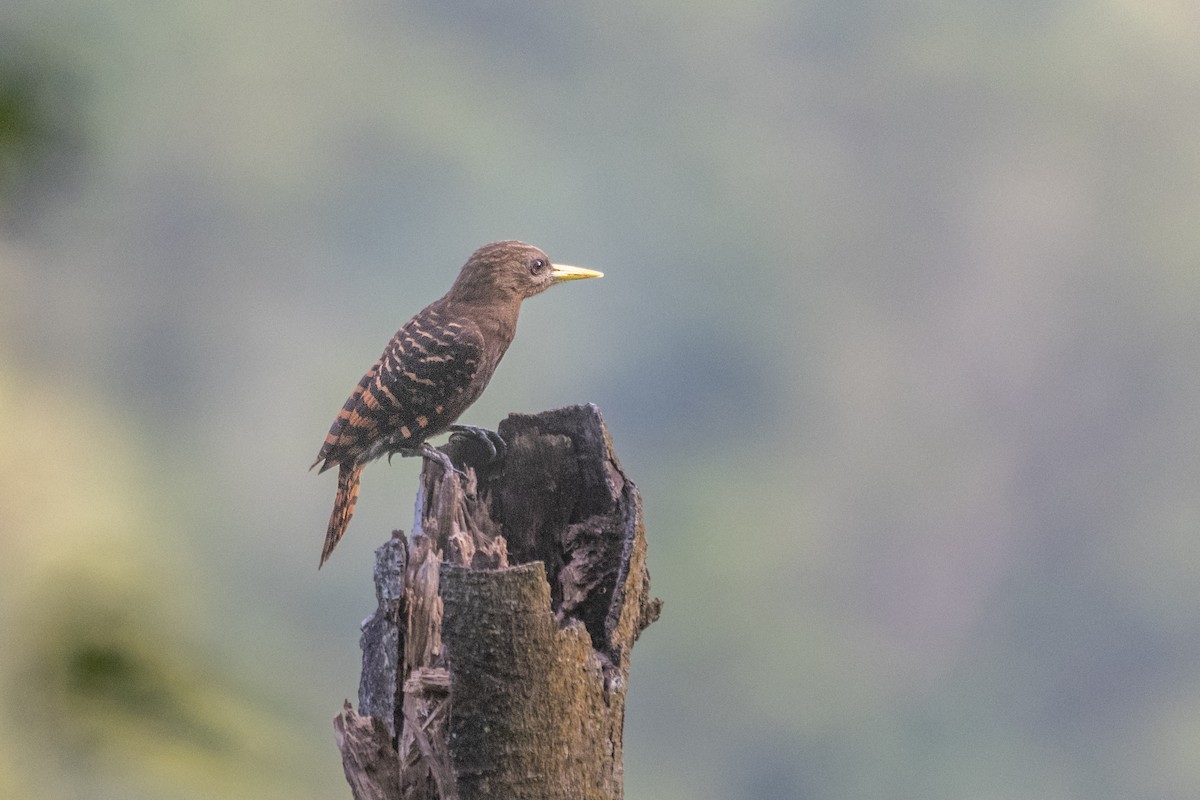 Bay Woodpecker - John Clough