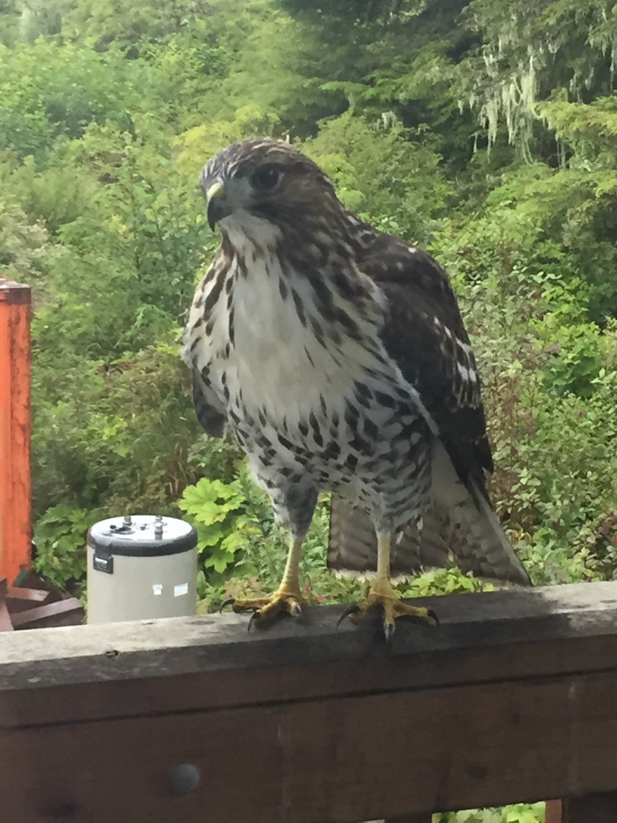 Red-tailed Hawk - Tongass Bird Observations