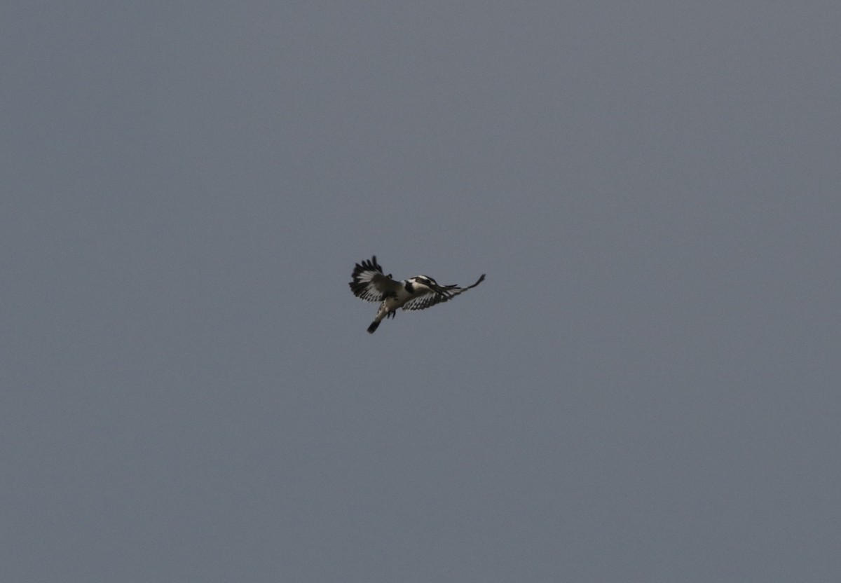 Pied Kingfisher - ML257789841