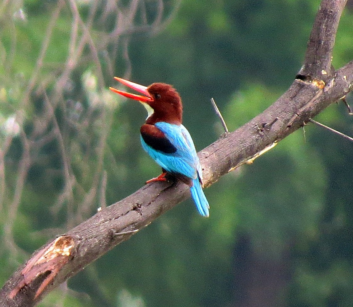 White-throated Kingfisher - Shailesh  Darji
