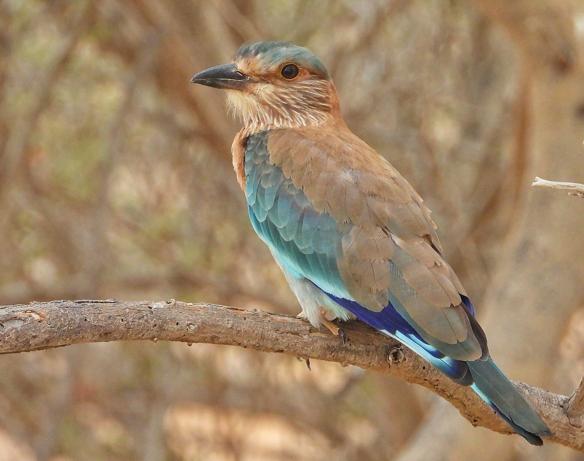 Indian Roller - ML257791101