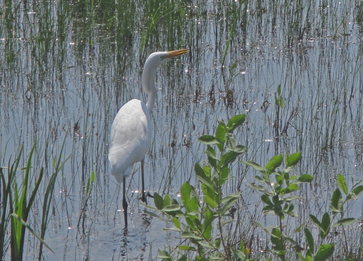 Цасч дэглий - ML257791161