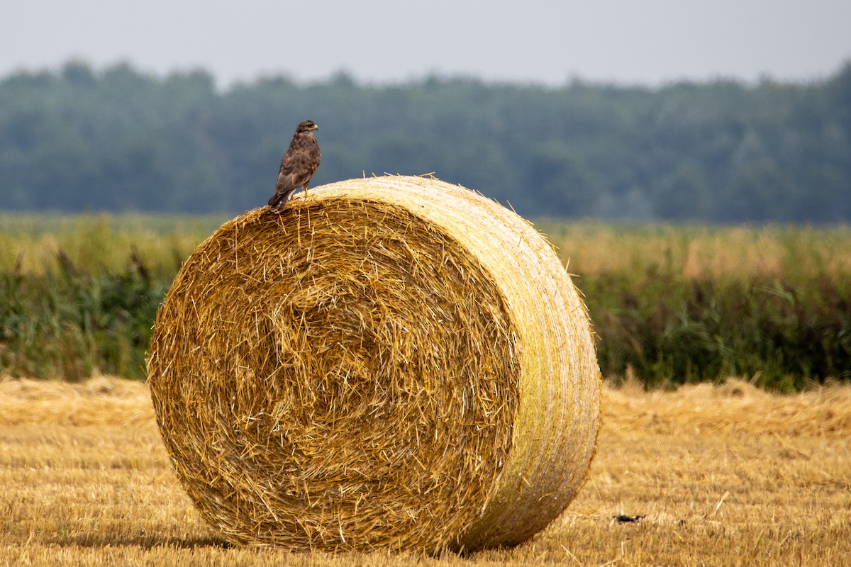 Common Buzzard - ML257791271