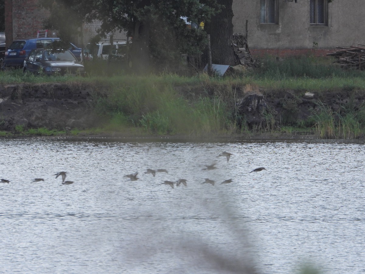 Black-tailed Godwit - ML257791281