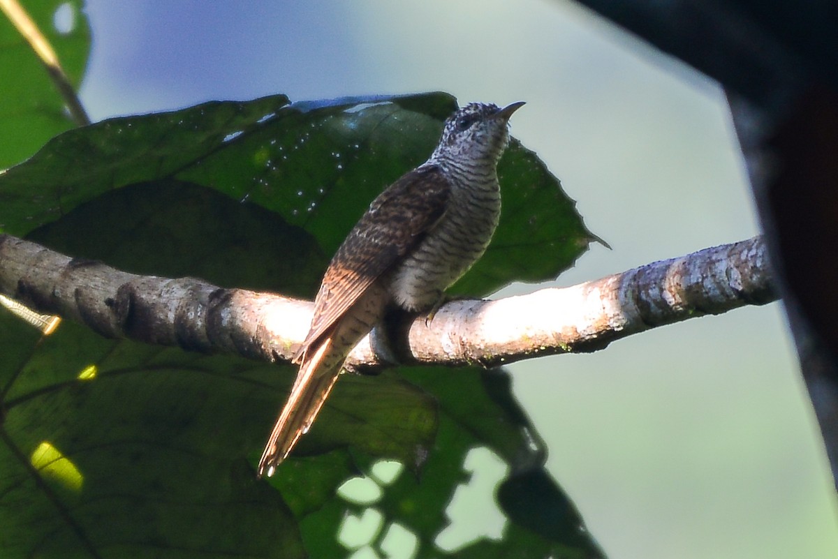 Banded Bay Cuckoo - ML257791911