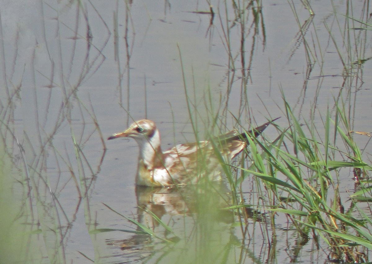 Хүрэн толгойт цахлай - ML257792331