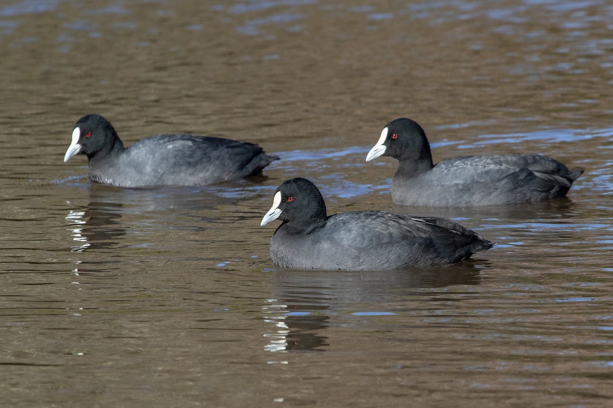 Eurasian Coot - ML257793211