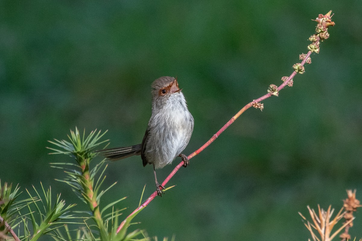 Superb Fairywren - ML257793331