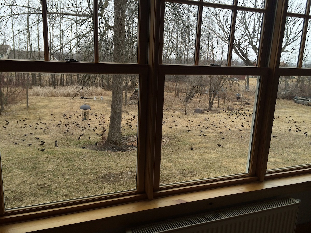 Red-winged Blackbird - ML25779441