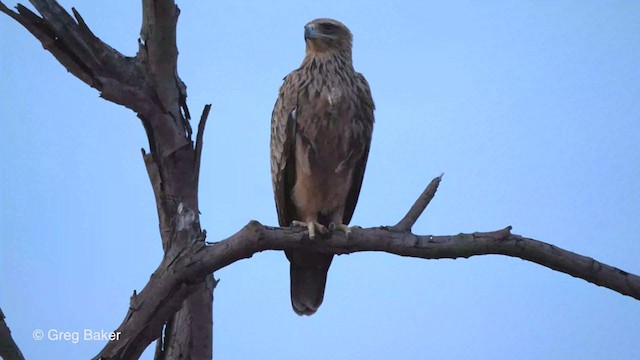 Tawny Eagle - ML257794871