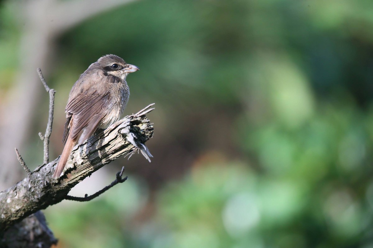 Brown Shrike - ML257796091